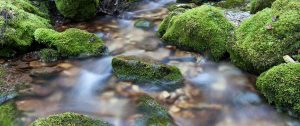 Calabasas Counseling and Psychotherapy