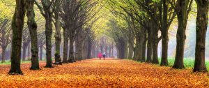 Dublin Counseling and Psychotherapy
