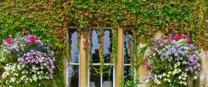 Los Altos Counselor Therapist