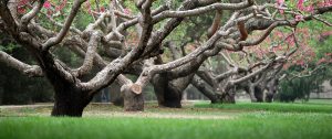 Menlo Park Counselor Therapist