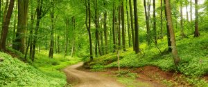 Saratoga Counseling and Psychotherapy